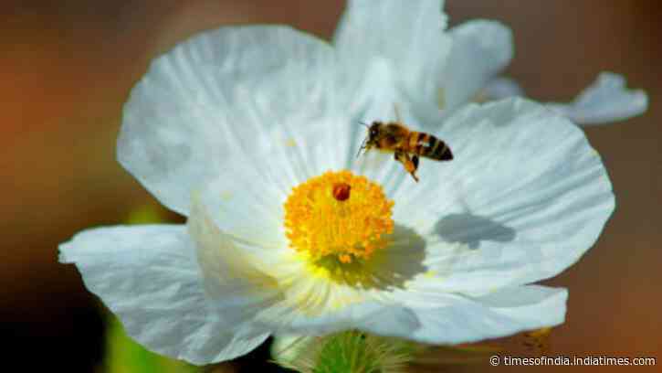 Mojave Desert search finds 6 new bee population groups; why tiny poppy specialist escaped endangered listing