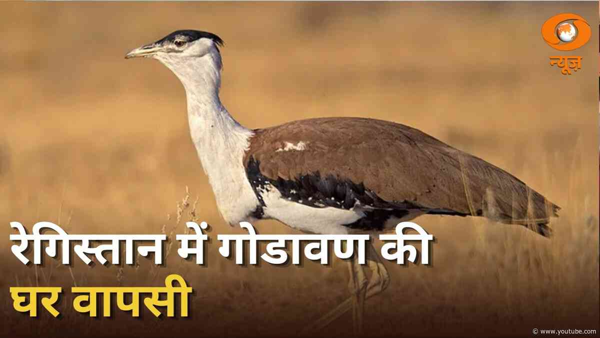 रेगिस्तान में गोडावण की घर वापसी | दो नर गोडावण को प्राकृतिक आवास में किया गया रिलीज
