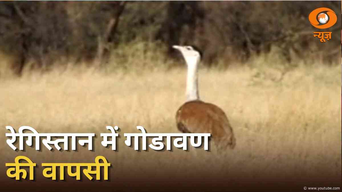 गोडावण संरक्षण में भारत की बड़ी पहल | Rajasthan के रेगिस्तान में गोडावण की वापसी