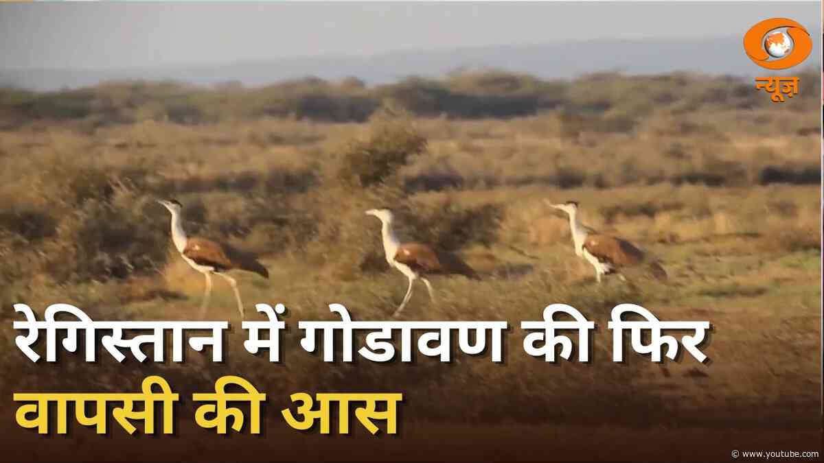 Rajasthan के रेगिस्तान में गोडावण की फिर से वापसी की उम्मीद जगी