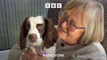 New life for dog rescued from house with 83 others