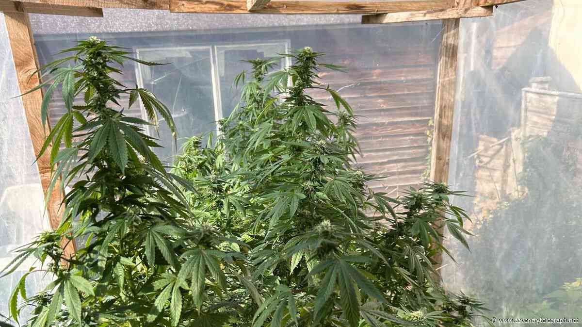 'Project' found in 'homemade greenhouse' had nothing to do with gardening