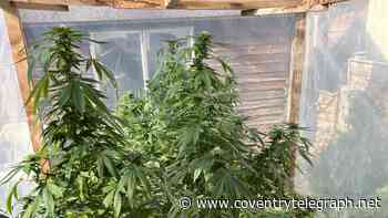 'Project' found in 'homemade greenhouse' had nothing to do with gardening