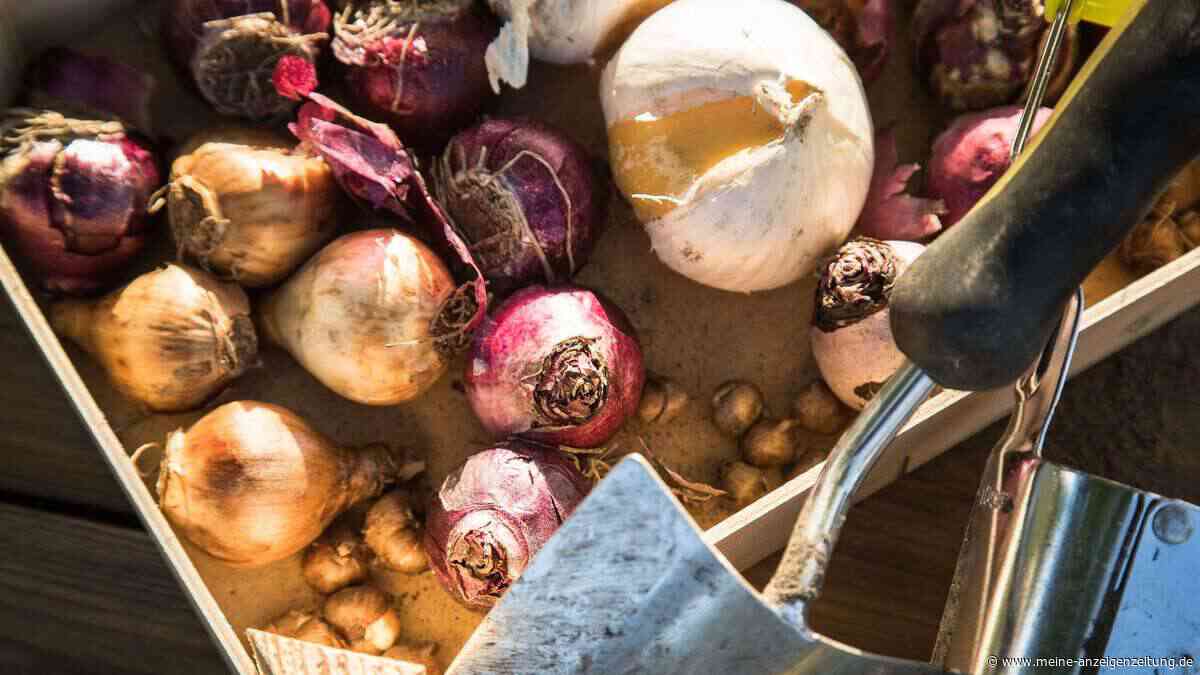 Wie die Lasagne-Methode Ihren Balkon in ein Frühlingsparadies verwandelt