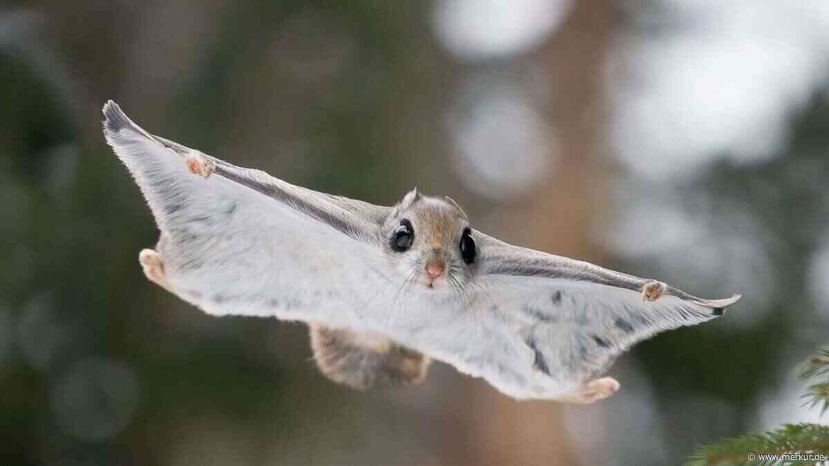 Süßheits-Schock garantiert: Diese seltenen Tierarten kennt kaum jemand