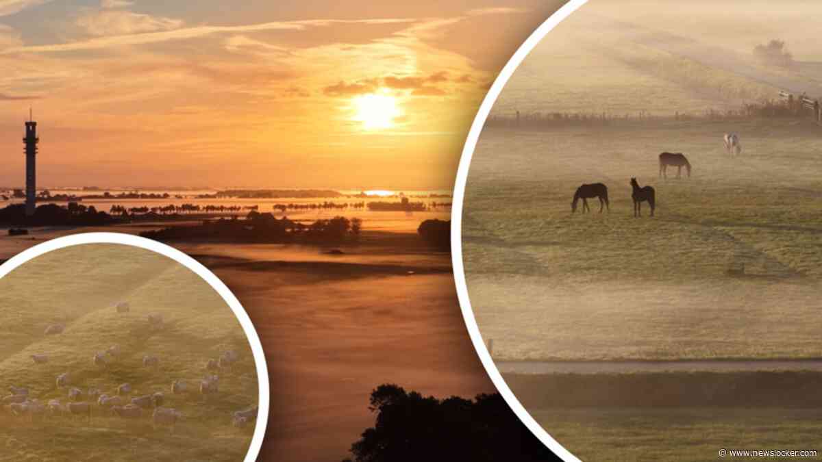 Magische dronebeelden: dieren ontwaken in mistige zonsopgang