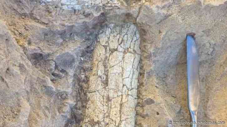 Ancient Mammal Fossil Unearthed: Workers find 40–45 million-year-old bones; scientists probe mystery species