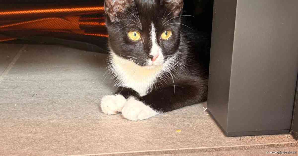 Heb jij Mini, Eddy of Doja gezien? Deze vier huisdieren worden in Deventer vermist