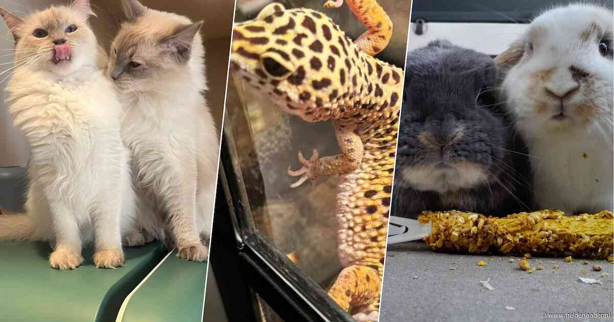 Van theedrinkende rat tot knuffelende cavia: bekijk deze vrolijke foto’s van jullie dierenvriendjes