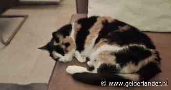 Heb jij Mickey, Luna of Lola gezien? Deze vijf huisdieren worden in Arnhem vermist