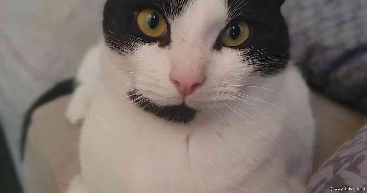 Heb jij Tictac, Bucky of Sinaasappel gezien? Deze vier huisdieren worden in Enschede vermist