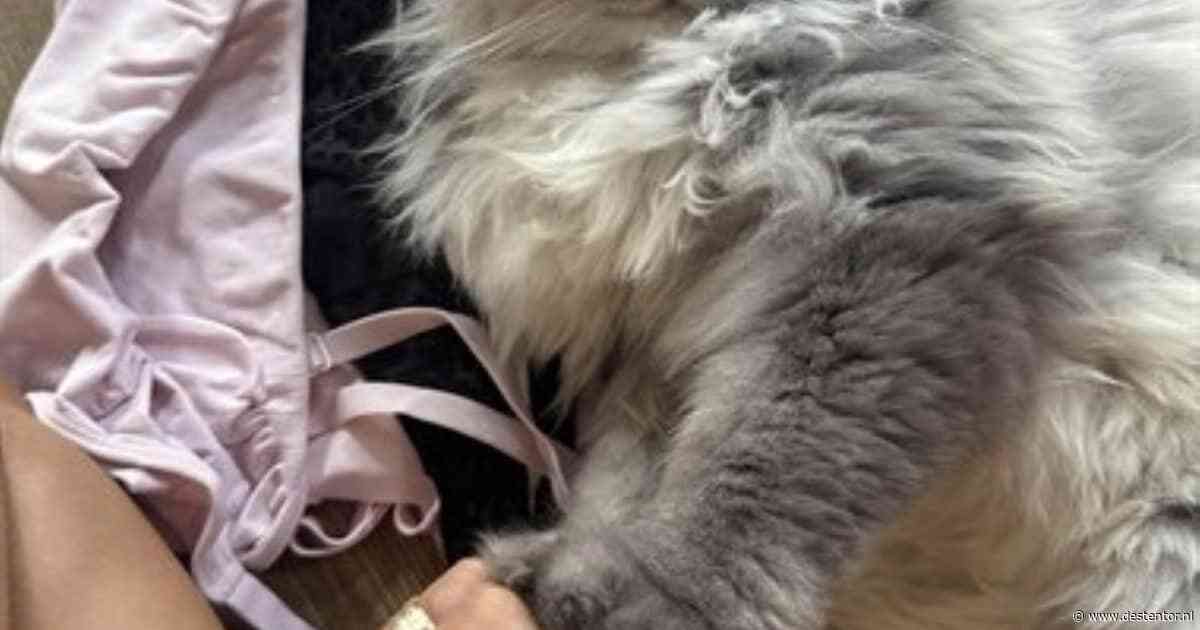 Heb jij Coco, Nacho of Snooze gezien? Deze zes huisdieren worden in Zwolle vermist