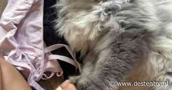 Heb jij Coco, Nacho of Snooze gezien? Deze zes huisdieren worden in Zwolle vermist