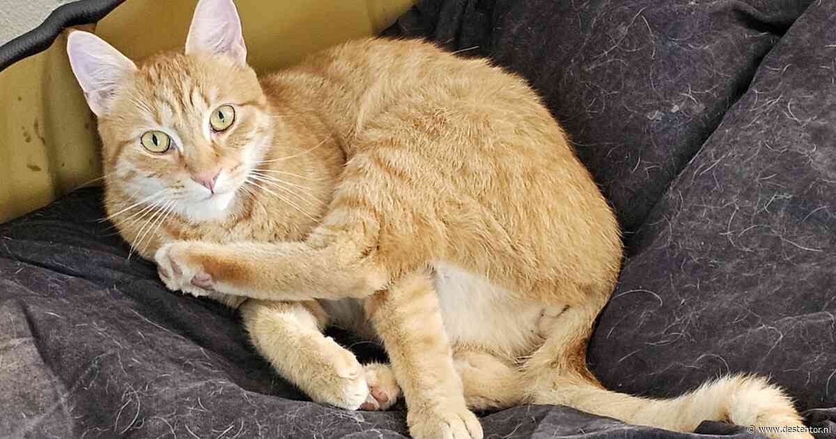 Heb jij Kato, Danger of Sjimmy gezien? Deze drie huisdieren worden in Lelystad vermist