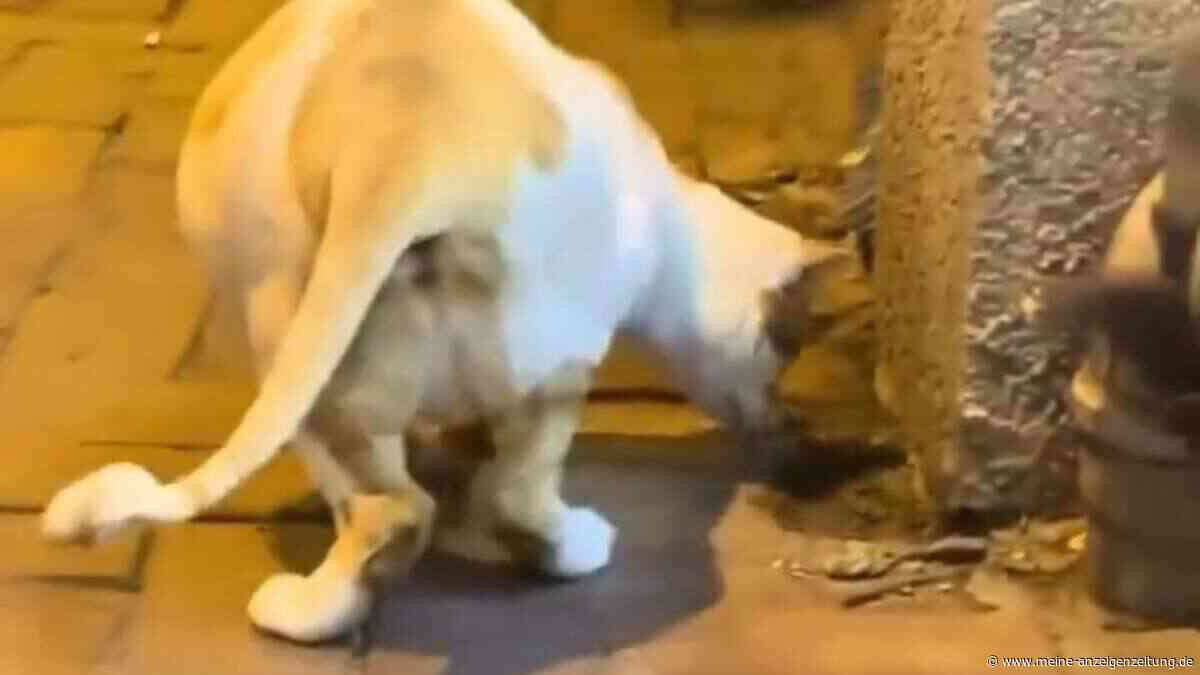 Breit wie ein Pitbull: Mucki-Katze lässt Internetnutzer staunen