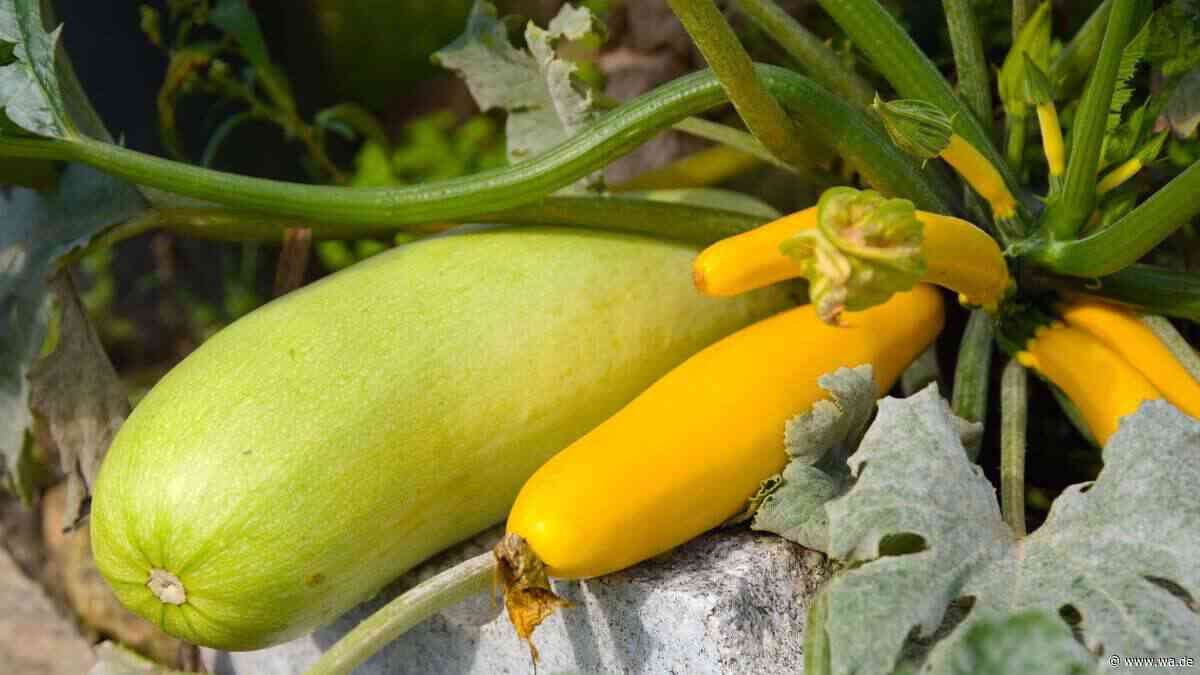 Ab welcher Temperatur im Herbst reifen Zucchini nicht mehr?