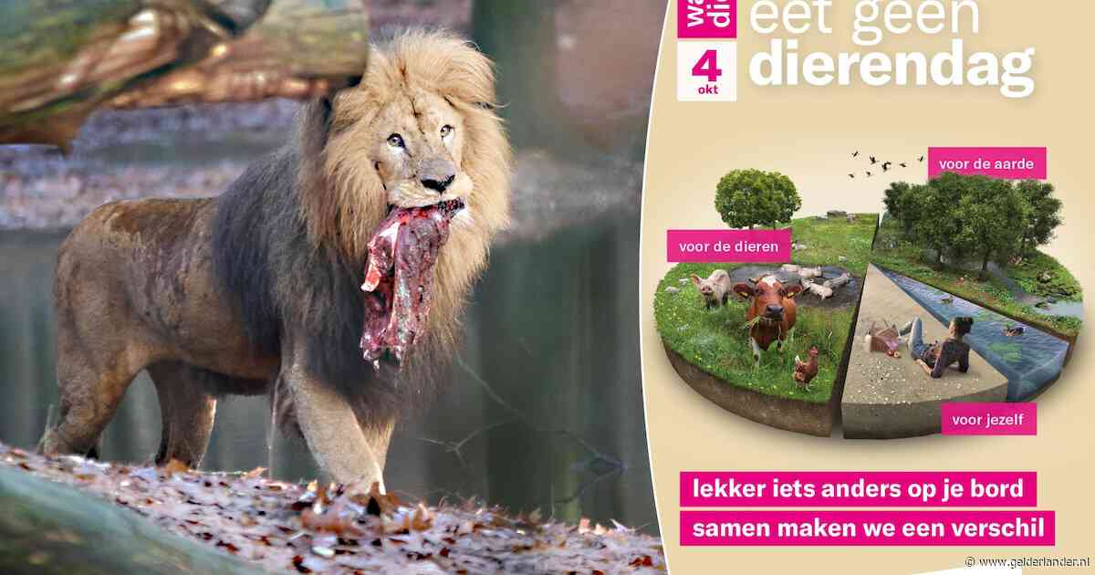 Vandaag geen dieren op het menu in restaurants van Ouwehands en Burgers’ Zoo: ‘Maar geen vegaburger voor leeuwen’