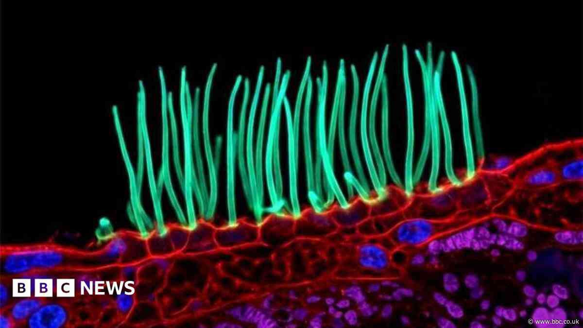 Tiny image sparks big backlash in Nikon photo contest