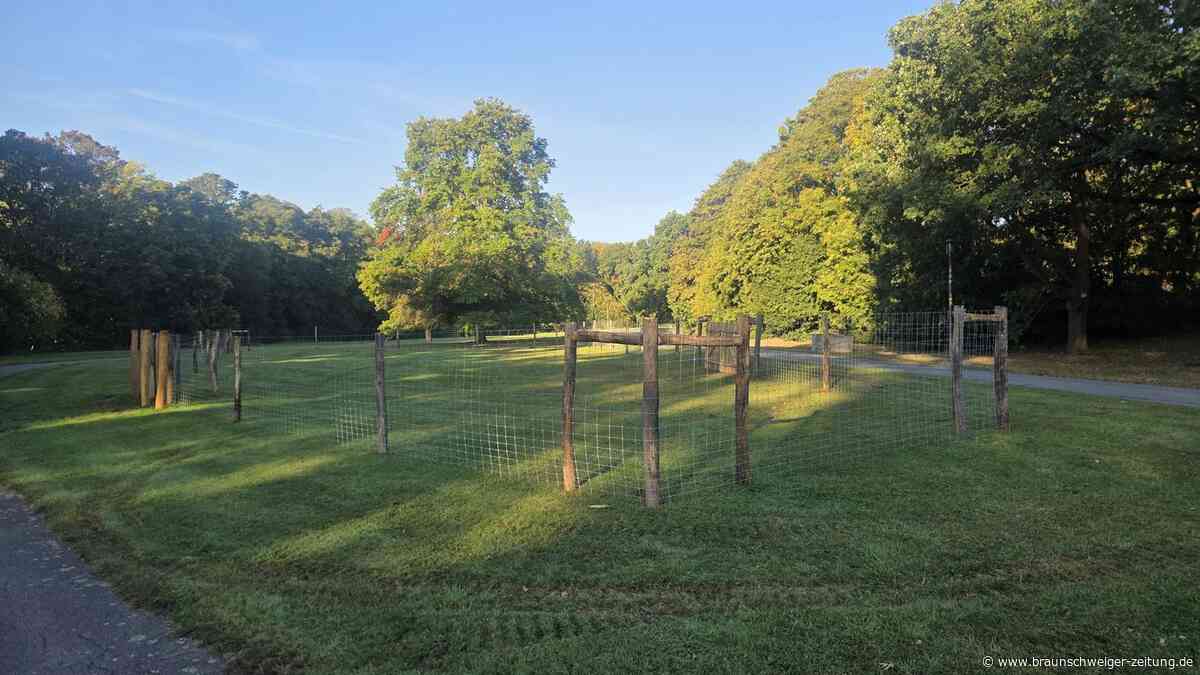 Statt licht bald dicht? Historische Wolfsburger Dorfkulisse erhält neuen Wald