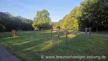 Statt licht bald dicht? Historische Wolfsburger Dorfkulisse erhält neuen Wald