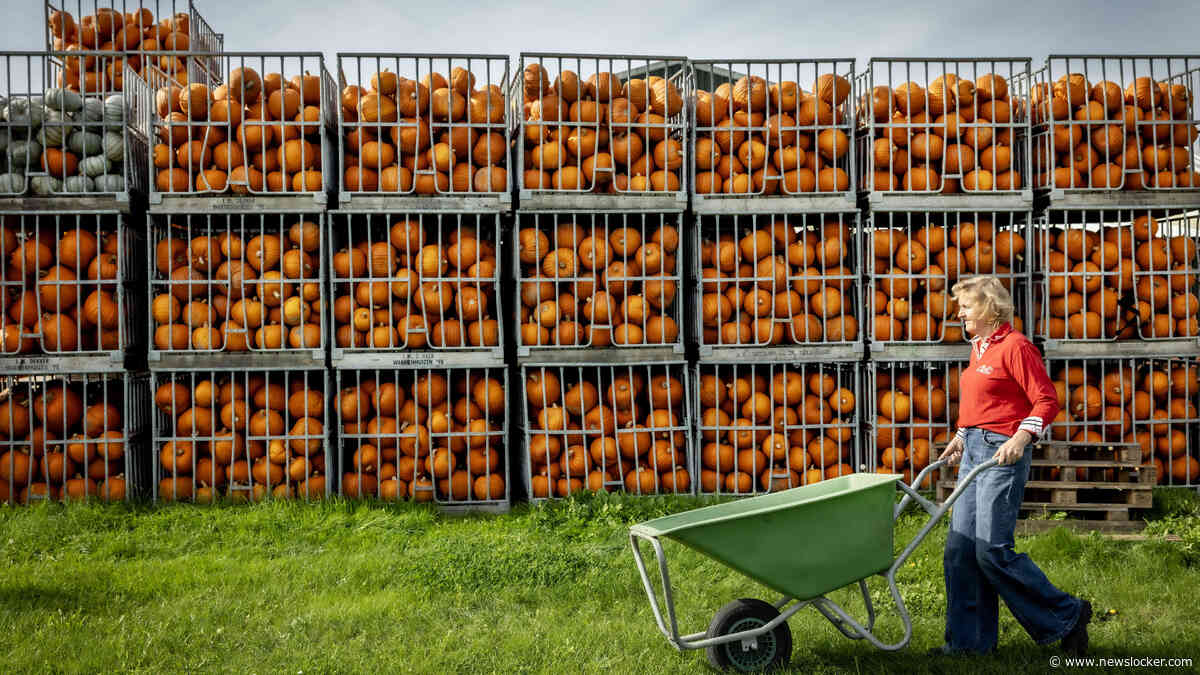 Pompoen maakt verrassende comeback, kwekersgezin draait overuren: ’In het hoogseizoen zien we elkaar amper’