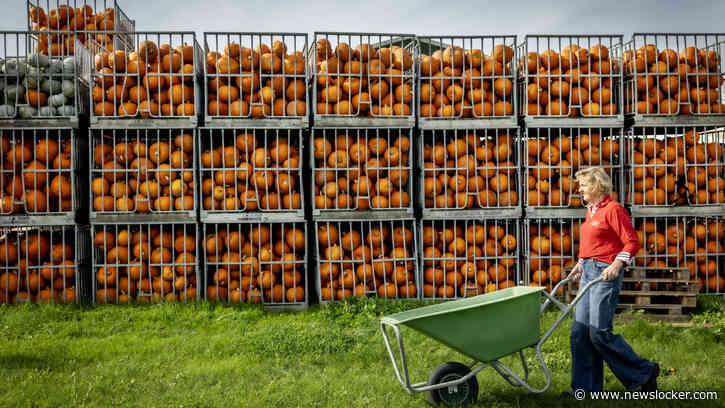 Pompoen maakt verrassende comeback, kwekersgezin draait overuren: ’In het hoogseizoen zien we elkaar amper’