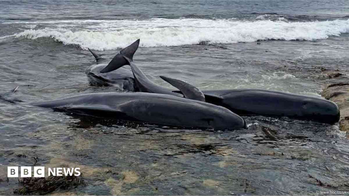 What happens when a whale washes up on a beach?