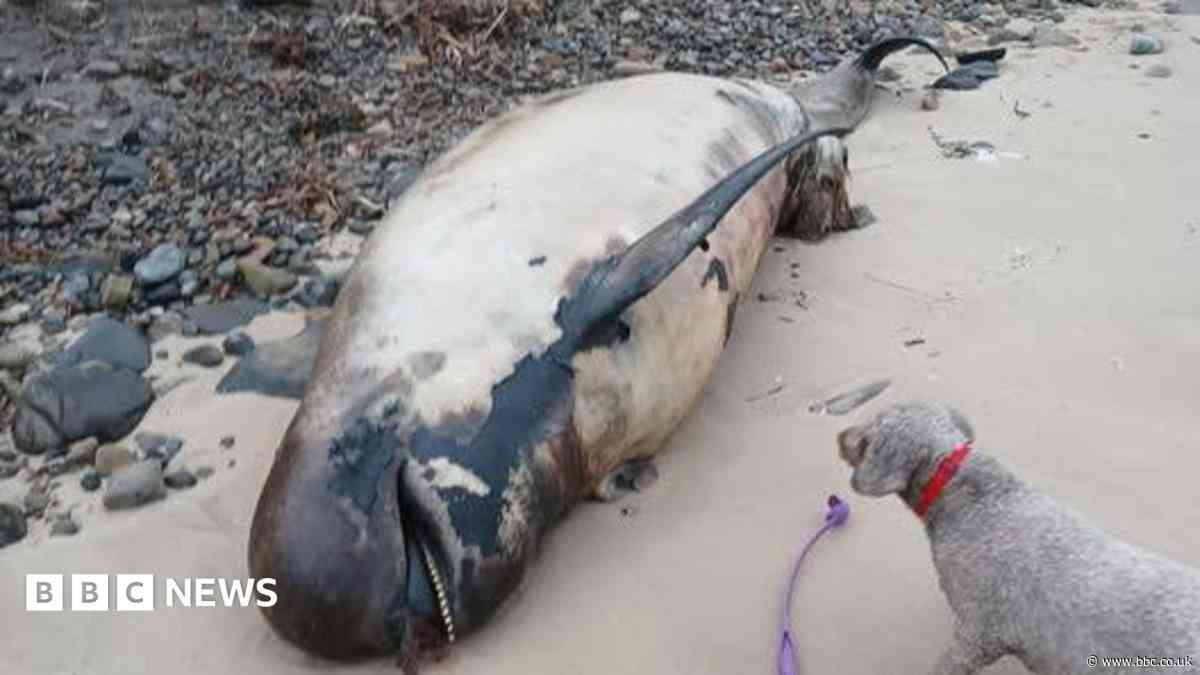 Whale's body recovered after four days on beach
