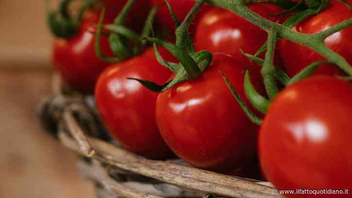 Salmonella in Puglia, via i pomodori crudi dalle mense. Numerosi focolai: “Almeno 50 contagi, ortaggio siciliano”