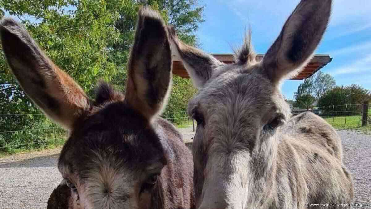 Zwei Esel und ein Pony spazieren nachts über die Straße – Polizei muss ran