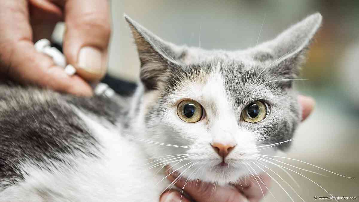 Vermiste katten drijven baasjes tot wanhoop: ’Ik heb een medium ingeschakeld’
