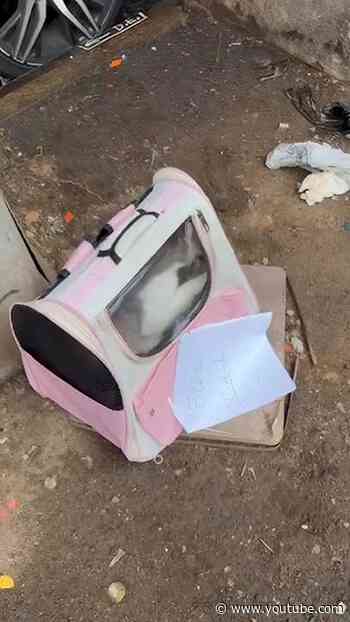 Rescuer Looks Inside Abandoned Pink Carrier And Finds An Entire Family | The Dodo