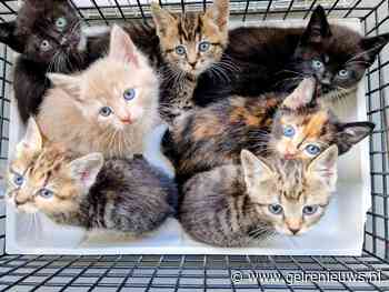 Zeven kittens achtergelaten in tas, dierenambulance grijpt in