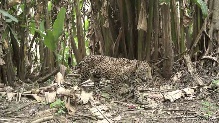 Wildlife camera in Guatemala captures a once-in-a-decade snapshot