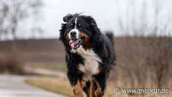 Berner Sennenhund: Was den sanften Riesen so besonders macht