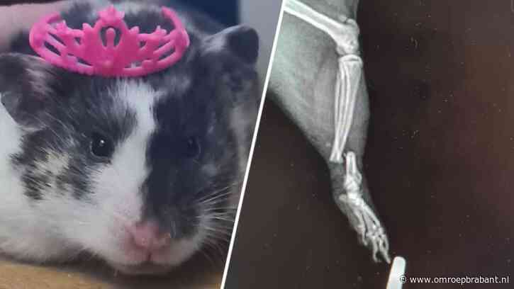 Marion had wel heel veel geld over voor hamster Bella: 'Elke hartslag telt'