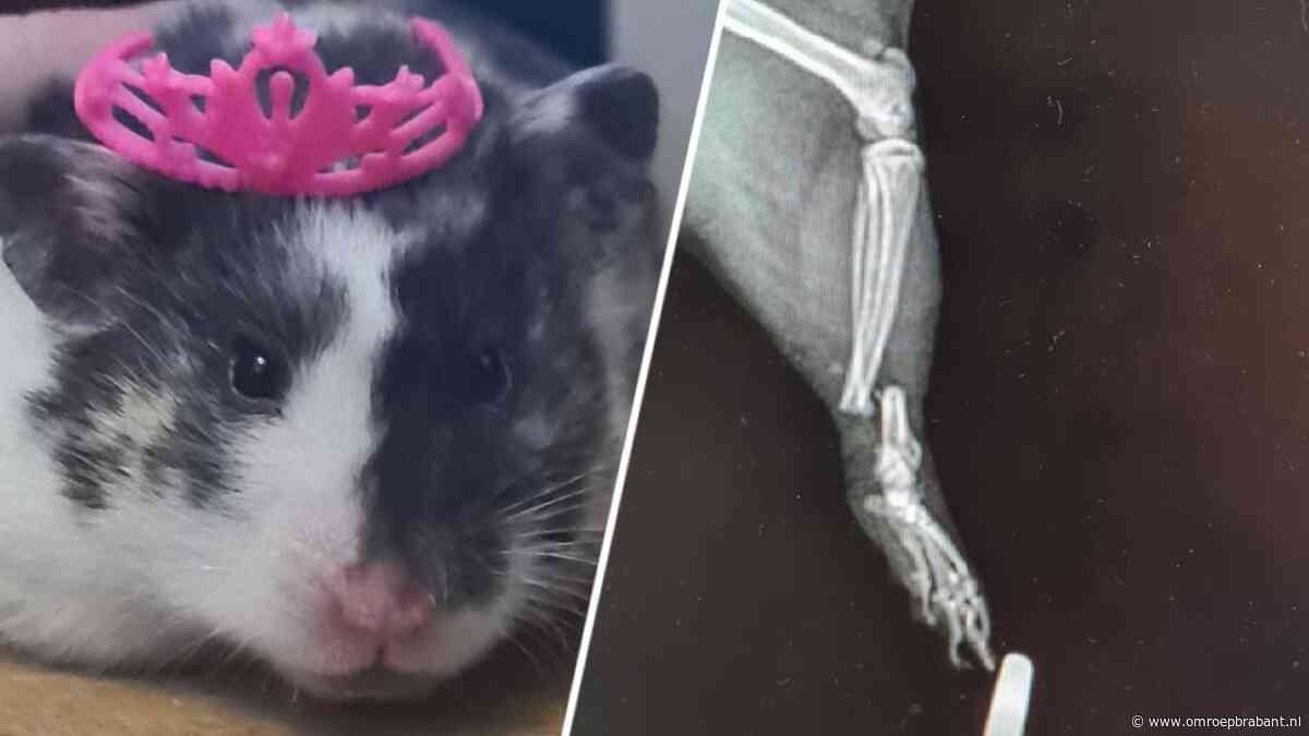 Marion had wel heel veel geld over voor hamster Bella: 'Elke hartslag telt'