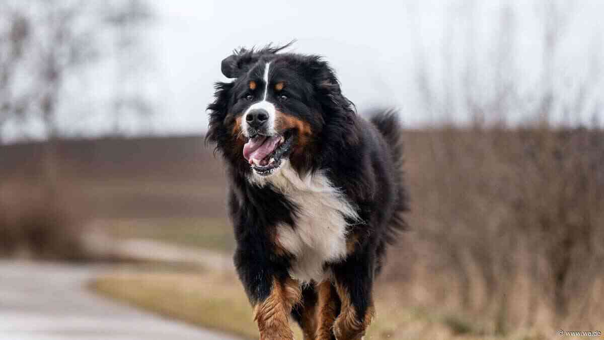 Berner Sennenhund: Was den sanften Riesen so besonders macht