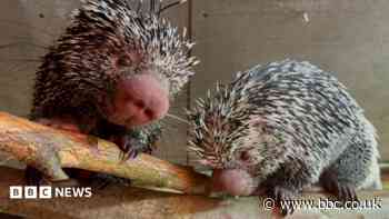 Romance in the air for safari park's porcupines