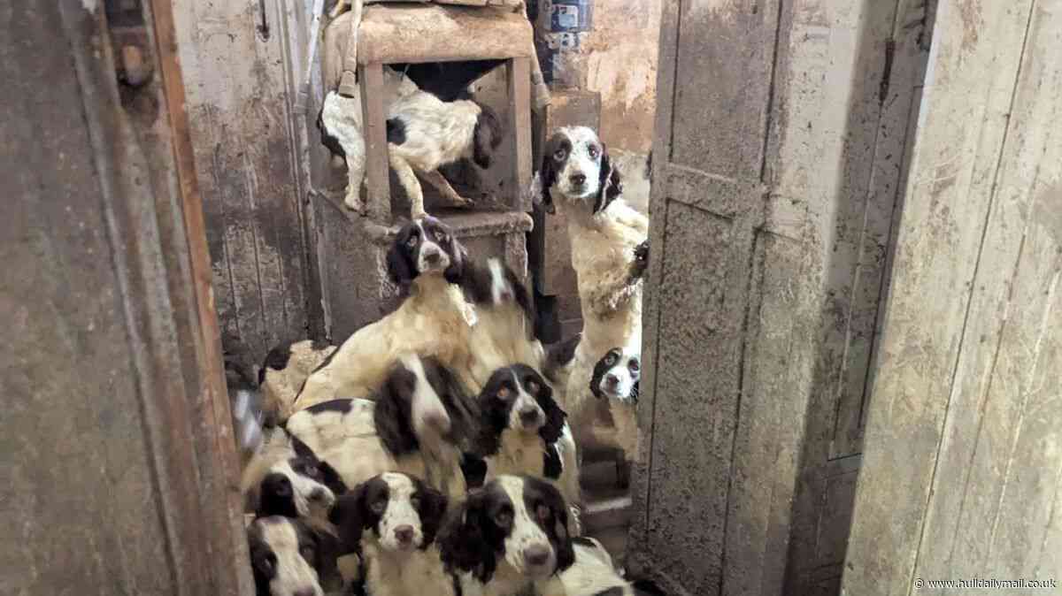 Footage from inside house where 86 animals were living in 'floor to ceiling' dirt and faeces