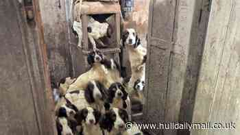 Footage from inside house where 86 animals were living in 'floor to ceiling' dirt and faeces