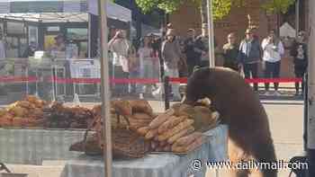 Stunned locals in Aspen gawk at massive bear wandering around farmers' market as it pillages bread shop