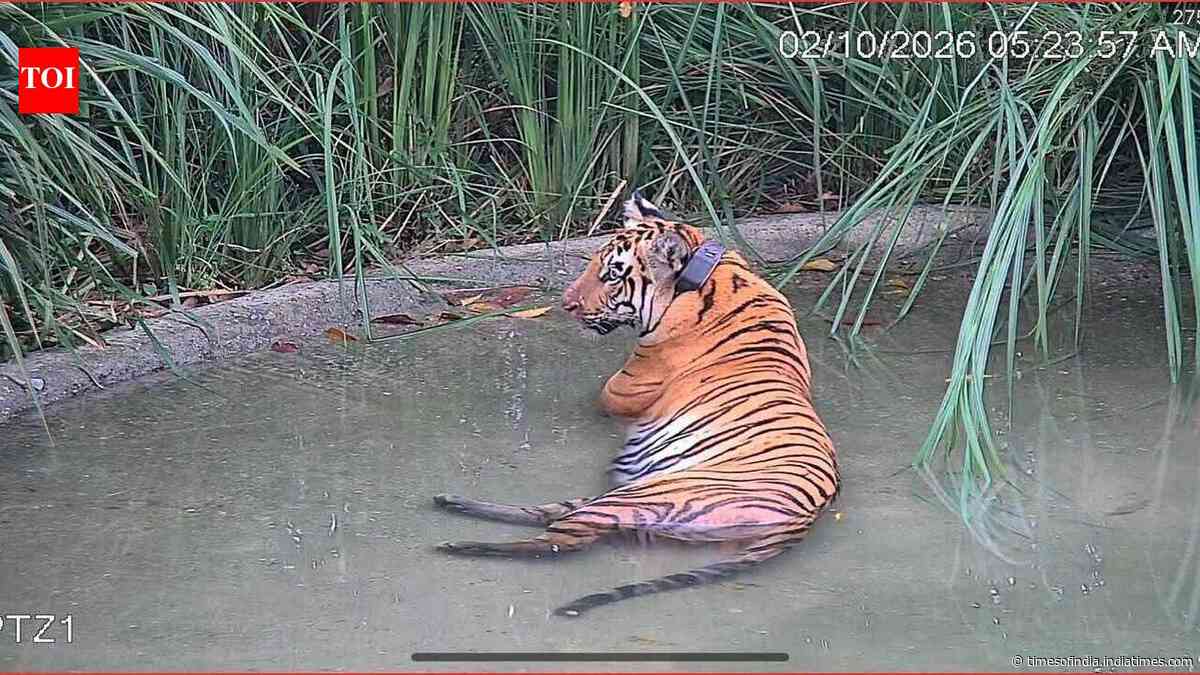 Deer alarms ring across Buxa after decades as ‘shy’ tigress finally steps out of her enclosure