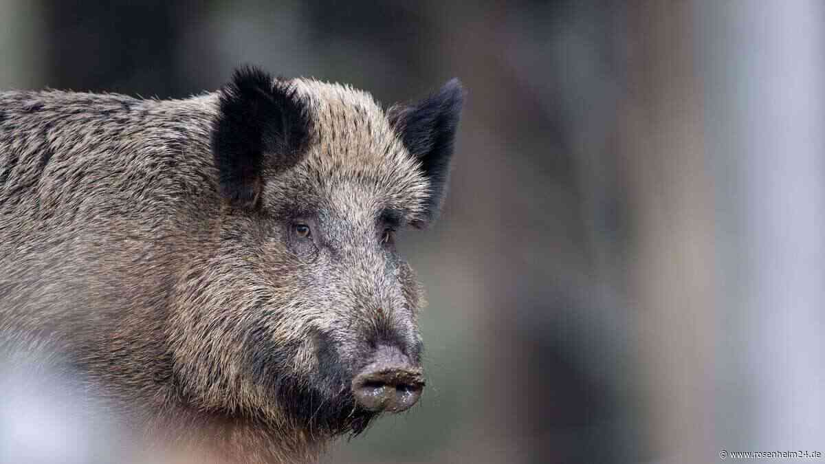 Gefahr wegen Wildschwein-Virus? Das müssen Tierbesitzer zum Antikörper-Fund bei Grabenstätt wissen