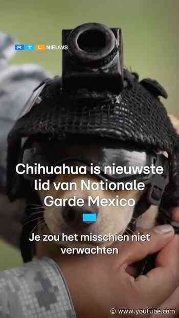 Chihuahua is nieuwste lid van Nationale Garde Mexico | RTL Nieuws