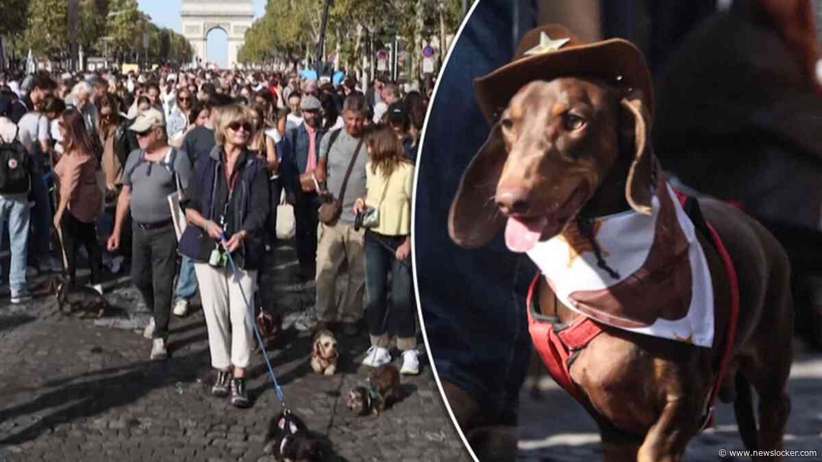 Verklede worstenhondjes stelen de show tijdens Paris Fashion Week