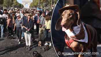 Verklede worstenhondjes stelen de show tijdens Paris Fashion Week