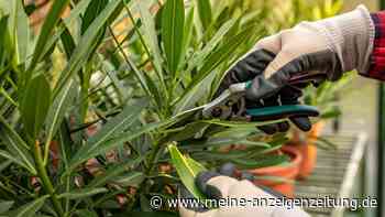 Oleander im Herbst schneiden: Eine Regel entscheidet über die Blütenpracht im nächsten Jahr
