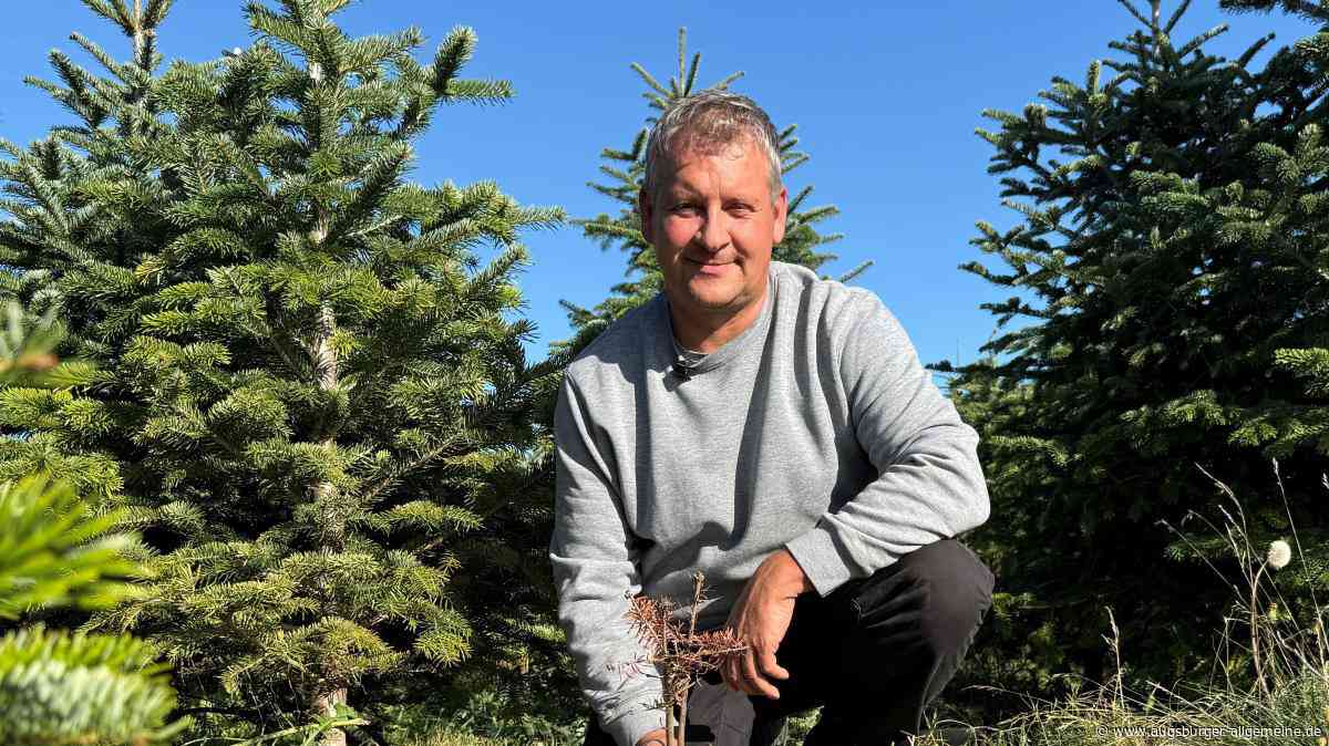 „Dieser Baum ist tot“: Rekordhitze vernichtet eine ganze Christbaum-Generation