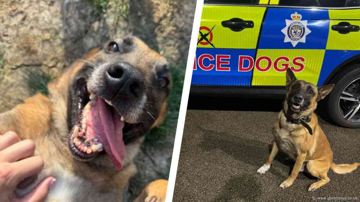 The story of Police Dog Harley who 'never gave up' as he starts well-earned retirement